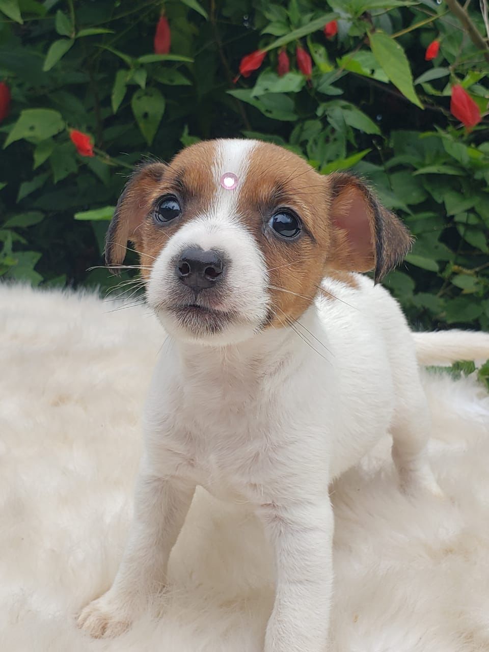 Cachorros Jack Russell Bogotá Criaderos Canino